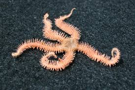   brittle star Brittle star  