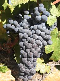 Mourvedre