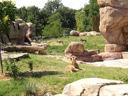 Lioness watching  African Wild 
