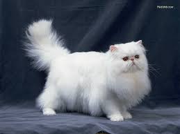 猫の画像6