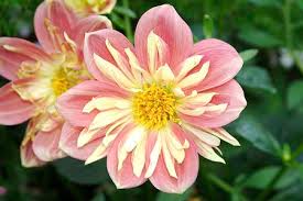 Flowers of North Carolina