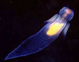 http://www.seaslugforum.net/images/cliolima1.jpg