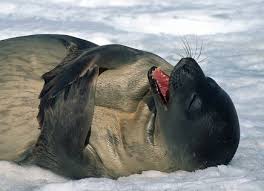 Image Weddel <b>Seal</b> Picture
