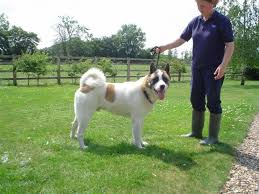   Akita Rescue   Blakey