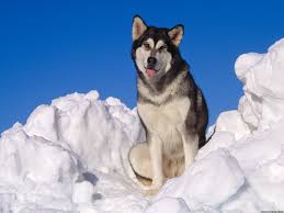 Alaskan Malamute Alaskan Malamute