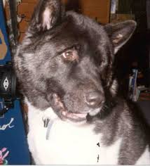 Click to see More Japanese  Akitas  