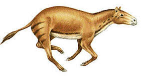      ancestor was the  Hyracotherium  