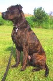 crossed with a rottweiler