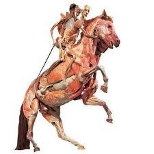 body worlds hest mand - via Daymix
