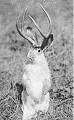 jackalope