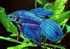 Betta splendens: culture and breeding notes