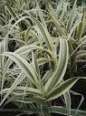 Arundo donax '