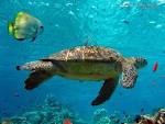 WALLPAPER. Turtle Wallpaper, from Sipadan