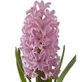 Wholesale Hyacinths | Buy Hyacinths Wedding Flowers by WholeBlossoms.