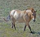 Grasslands
