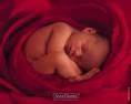 Fond D Ecran Anne Geddes Gratuit. Soumettre un fond d'écran