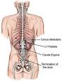 Back.com - Anatomy - Lumbar Spine