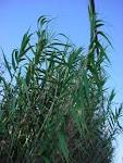 Vascular Plants of the Gila Wilderness-- Arundo Donax