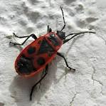 File:Pyrrhocoris apterus. Galiza 2.jpg - Wikimedia Commons