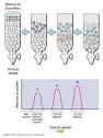 Biochemistry Exercise - Protein Purification תירגול ביוכימיה ...