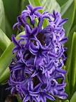 hyacinth flower | Flowers magazine