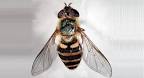 Entomology Collection > Browse the Collection