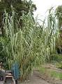Arundo donax - Wikipedia, the free encyclopedia