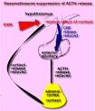 ACTH (cosyntropin) stimulation test. Causes, symptoms, treatment ...