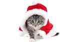 iknowsomething: Christmas Wallpapers