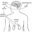 adrenocorticotropic hormone (