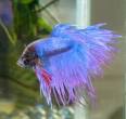 Betta Fish Secrets: