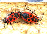 pyrrhocoridae pyrrhocoris apterus soldat gendarme 2