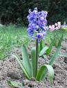 Hyacinth Flower