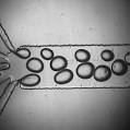 Polymers and Microfluidics