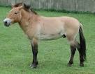 ADW: przewalski.