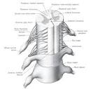 Spinal Cord Injury - Spinal Cord Information