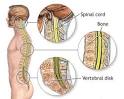 New research could improve spinal cord injury treatment | Science ...