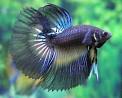 Guide to Betta Fish and Beta Fish Care