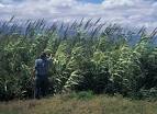 File:Arundo.donax1web.jpg - Wikipedia, the free encyclopedia