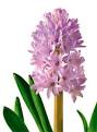 Hyacinth Flower Meaning & Symbolism | Hyacinth Facts - Teleflora.
