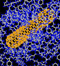cnt_polymer_composite.jpg