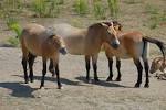 File:Equus caballus przewalskii .JPG - Wikipedia, the free ...