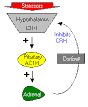 Adrenocorticotropic Hormone (