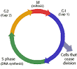 The Cell Cycle & Mitosis Tutorial
