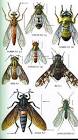 THE MAJOR INSECT ORDERS