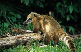 coati