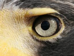 Eagle Eye on Flickr - Photo