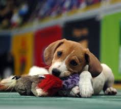 Puppy Bowl II an alternative - via Daymix