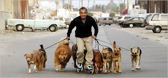 Maybe Dog Whisperer Can Save - via Daymix