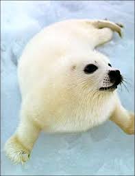 Image harp <b>seal</b> Picture